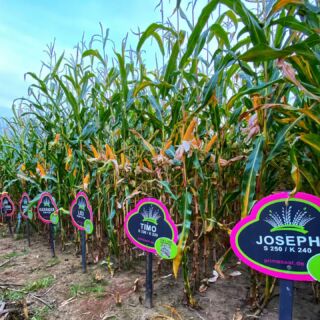 🌽🌽ein neues Maiskonzept
Synergiemais von Primesaat.🌽🌽
Wir kombinieren zwei starke Mais-Hybridsorten so miteinander, dass wir entsprechend die Stärken und Nutzungsrichtungen der jeweils einzelnen Pfl anzen ergänzen und das Blütefenster durch unterschiedliche FAO erweitern. Wir entwickeln aus einer Vielzahl von langjährigen Versuchen, die perfekte Mischung, um die zwei Pflanzen zu finden, welche perfekt miteinander harmonieren. Zusätzlich veredeln wir unser Saatgut mit OPTI-Plus oder Happy Plant. #agrar #landwirtschaft #landwirtschaftistleidenschaft