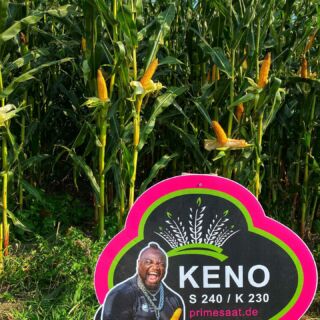 „KENO, ein Mais der seinen Namen verdient hat.“ Kennt ihr schon unseren Synergiemais? Wir kombinieren bewusst zwei starke Sorten miteinander um einen resistenten und starken Mais mit einem hohen Ertragspotential anbieten zu können. #landwirtschaft #agrar #mais