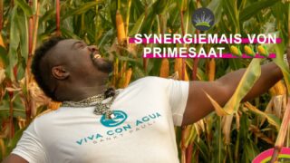 Synergiemais von Primesaat #fürdenmodernenlandwirt mehr infos zu unserem Maissortiment findest du bei uns im Shop ✌🏾🌽
