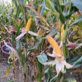 Der Keno Mais wird langsam knapp, also haut rein und bestellt noch schnell bevor er aus ist 🙂🌽🚀 #agrar #landwirtschaft