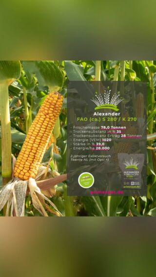 Alexander einer unserer späten 🌽☀️😎 Welche Fao s baut ihr vorwiegend an?
#fürdenmodernenlandwirt #mais #synergiemais